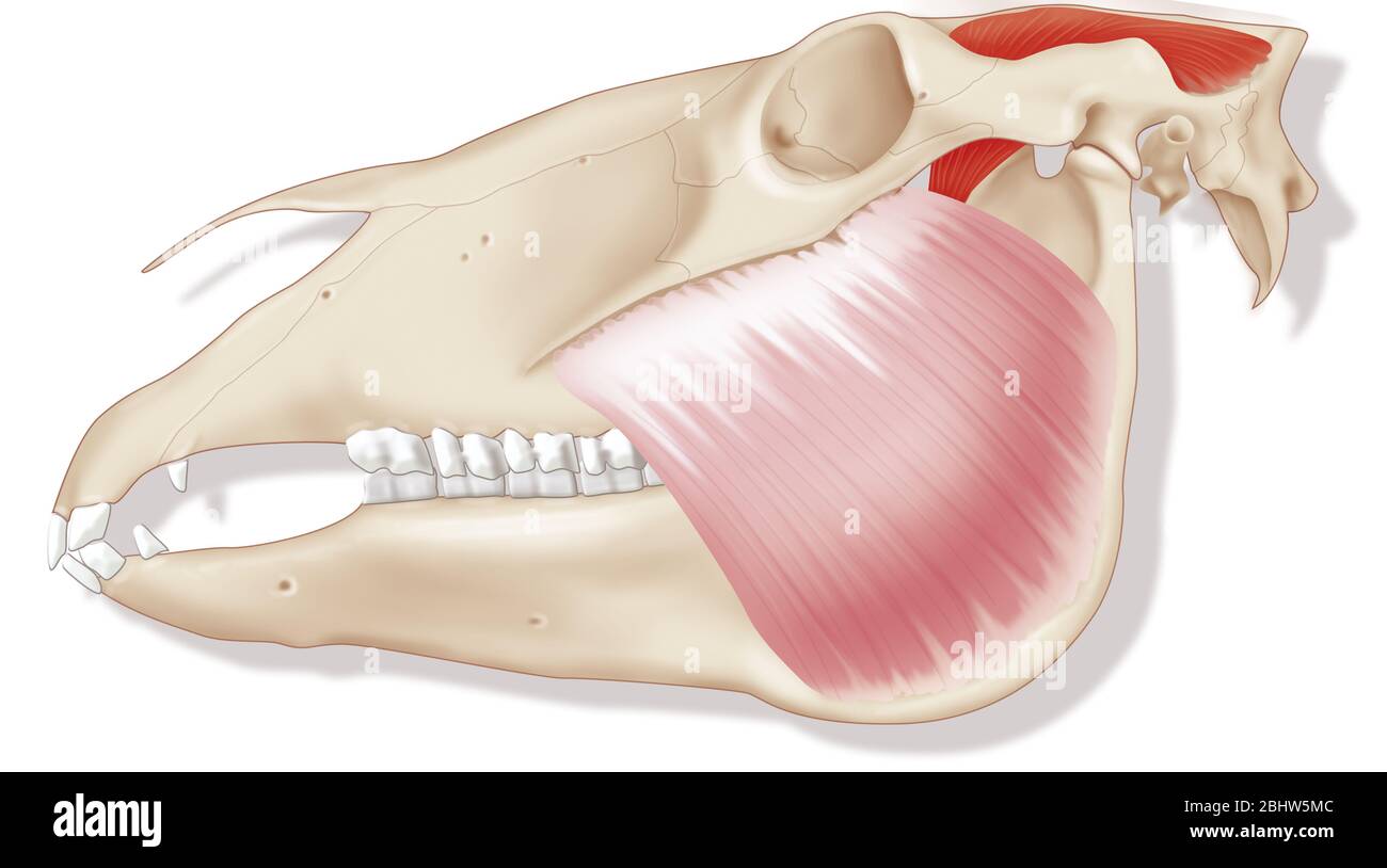 Mâchoire de cheval Banque D'Images
