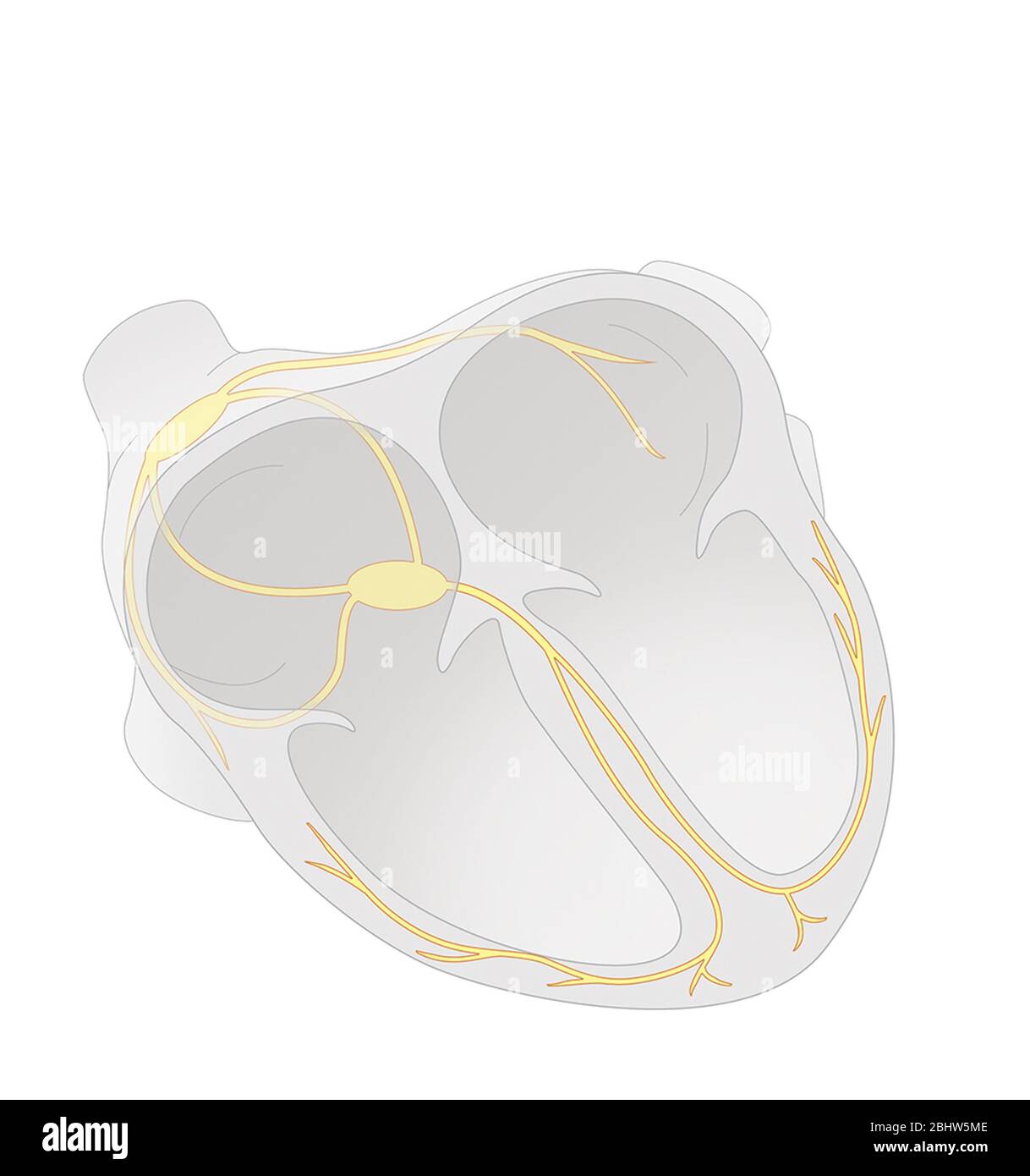 Représentation du tissu nodal ou du tissu cardionecteur à l'origine de la contraction automatique du myocarde qui correspond à l'intrin Banque D'Images