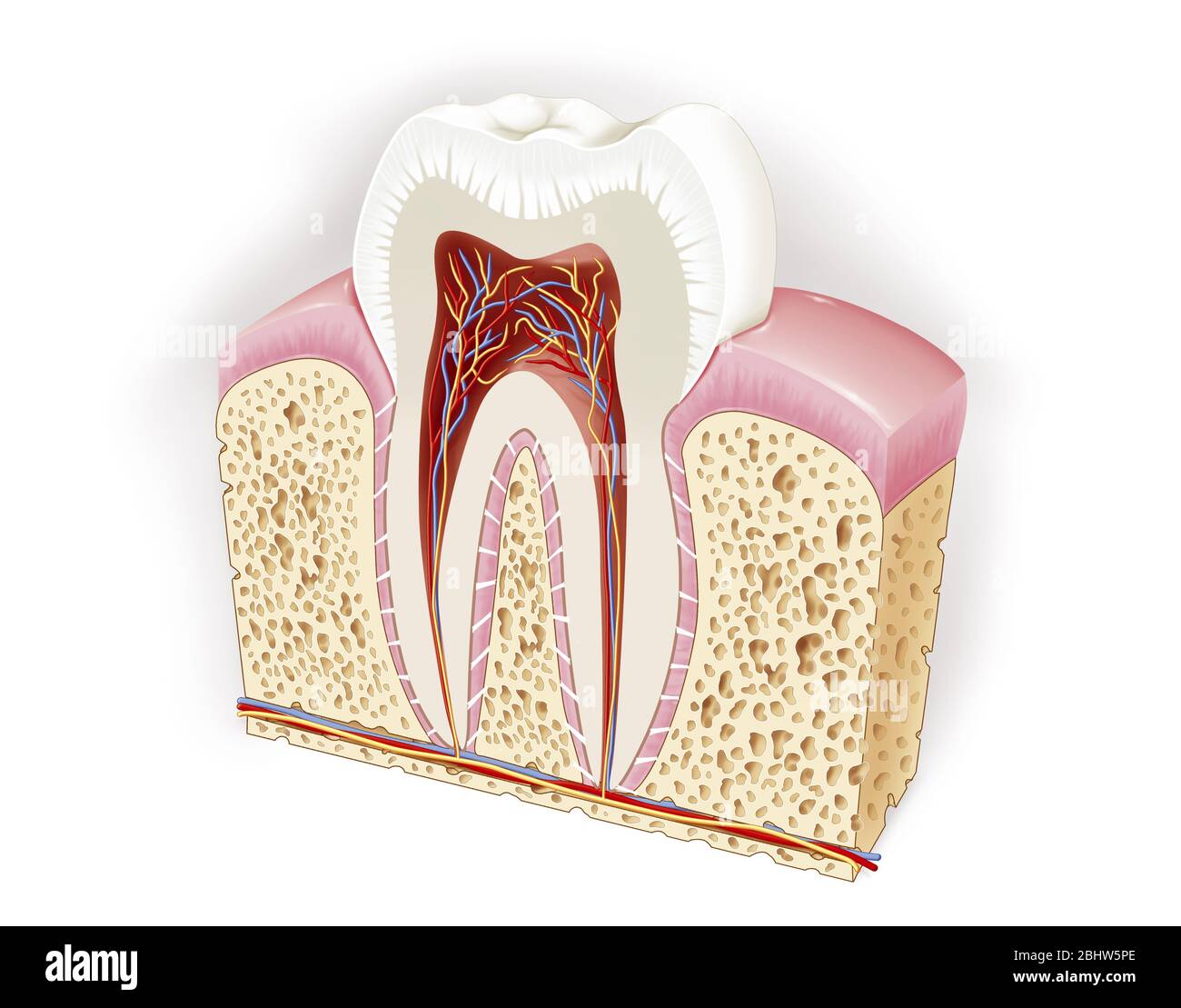 Anatomie de la dent Banque D'Images