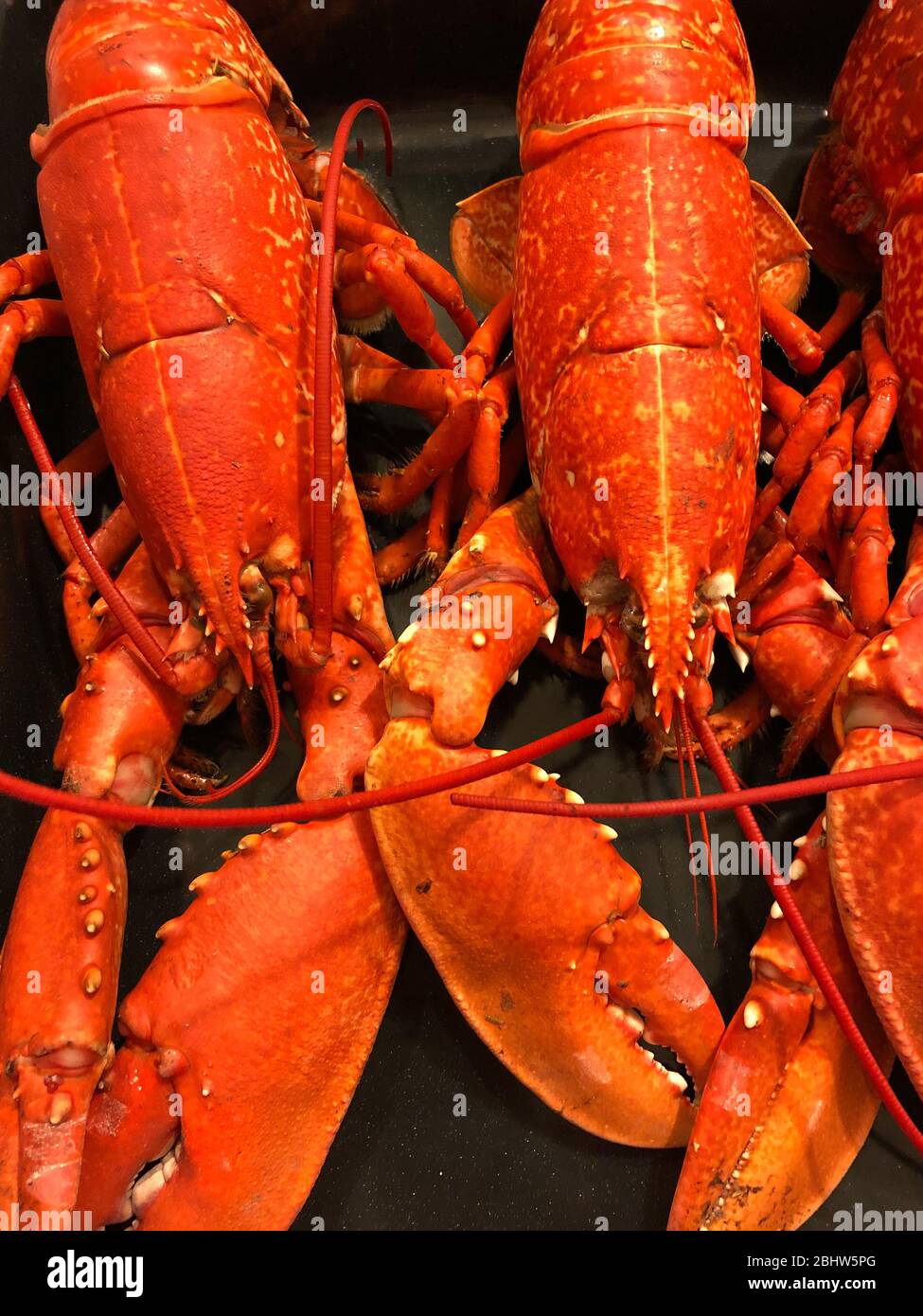 Homards Banque D'Images