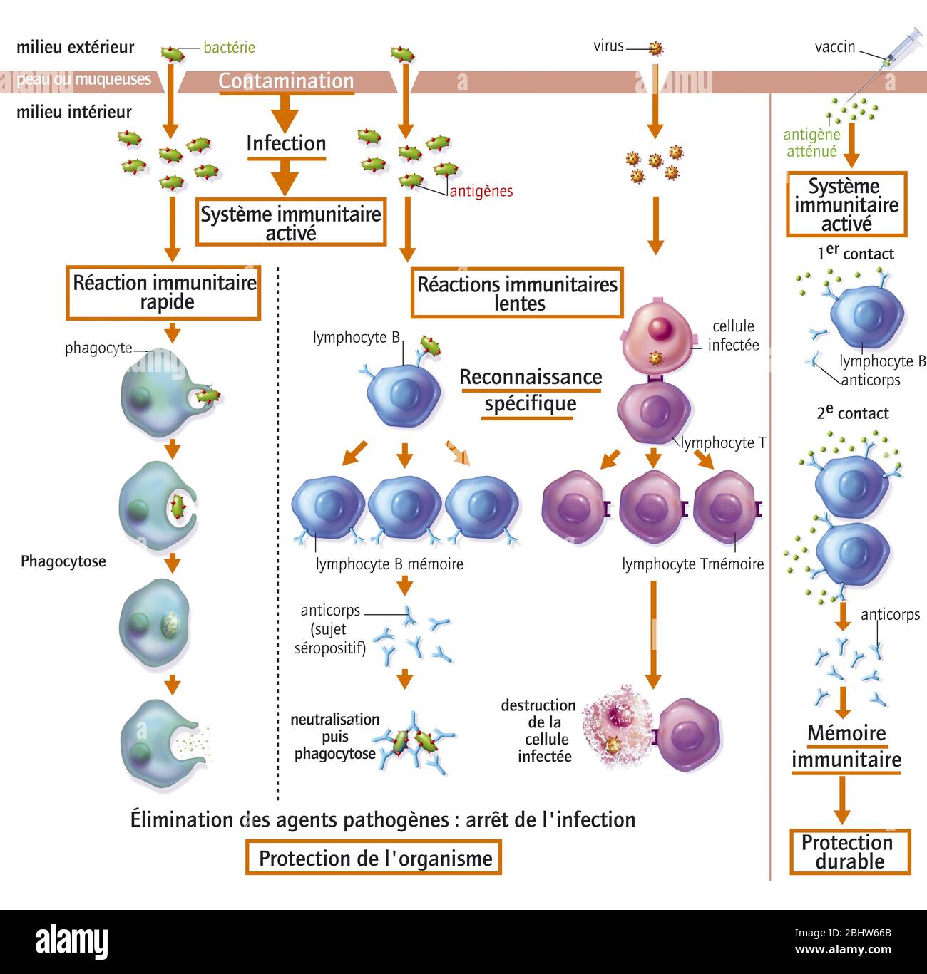 Réactions immunitaires après contamination par des bactéries et des virus.la plupart de cette illustration, de gauche à droite, montre les différentes réactions immunitaires de ou Banque D'Images