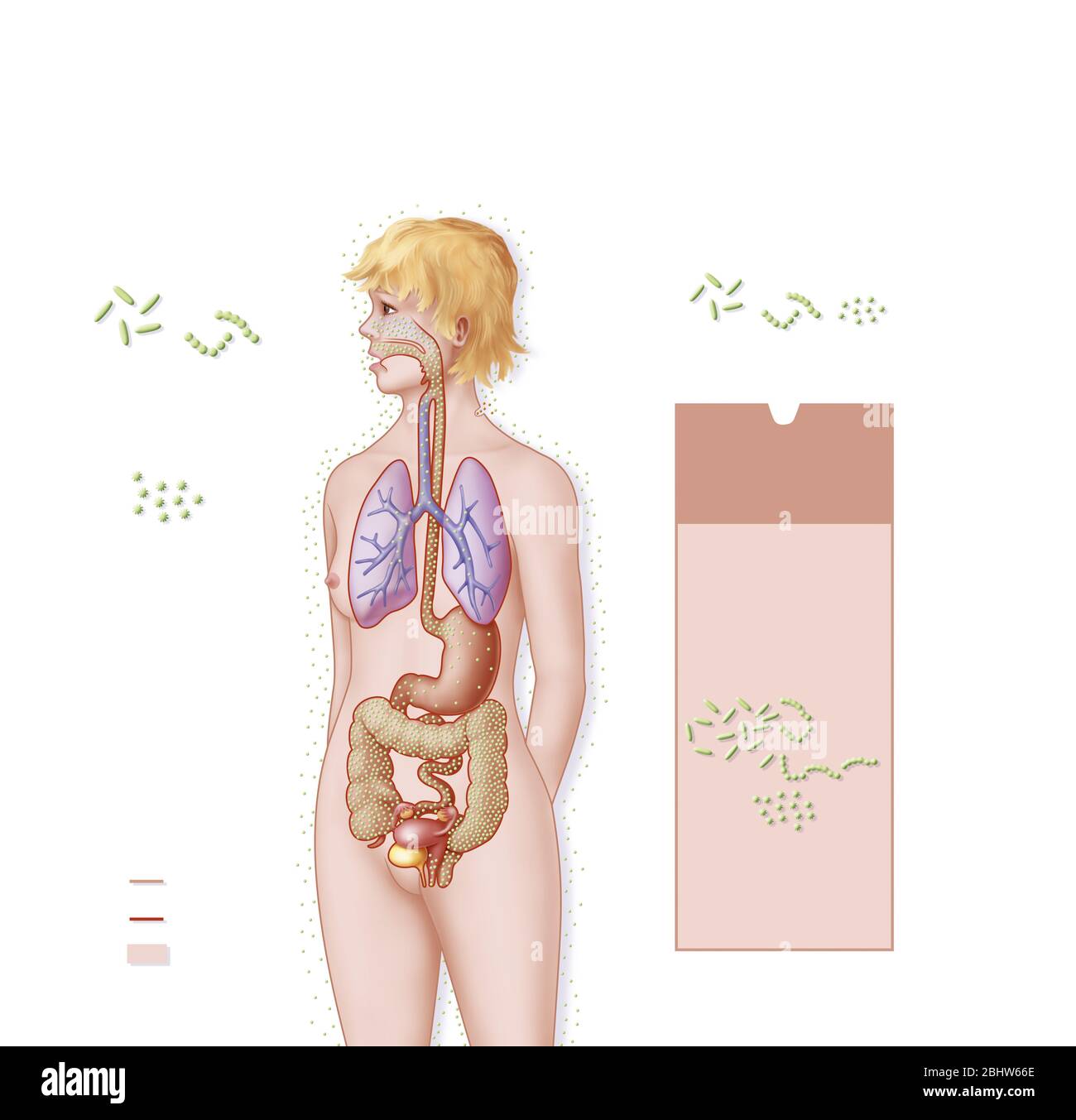 Portes d'entrée de micro-organismes dans l'organisme humain, les bactéries, les virus.la partie de l'illustration à gauche 2/3 explique que la bactérie et v Banque D'Images