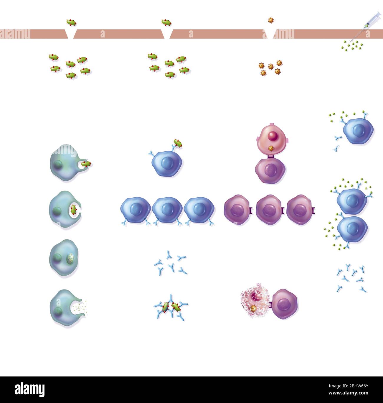 Réactions immunitaires après contamination par des bactéries et des virus.la plupart de cette illustration, de gauche à droite, montre les différentes réactions immunitaires de ou Banque D'Images