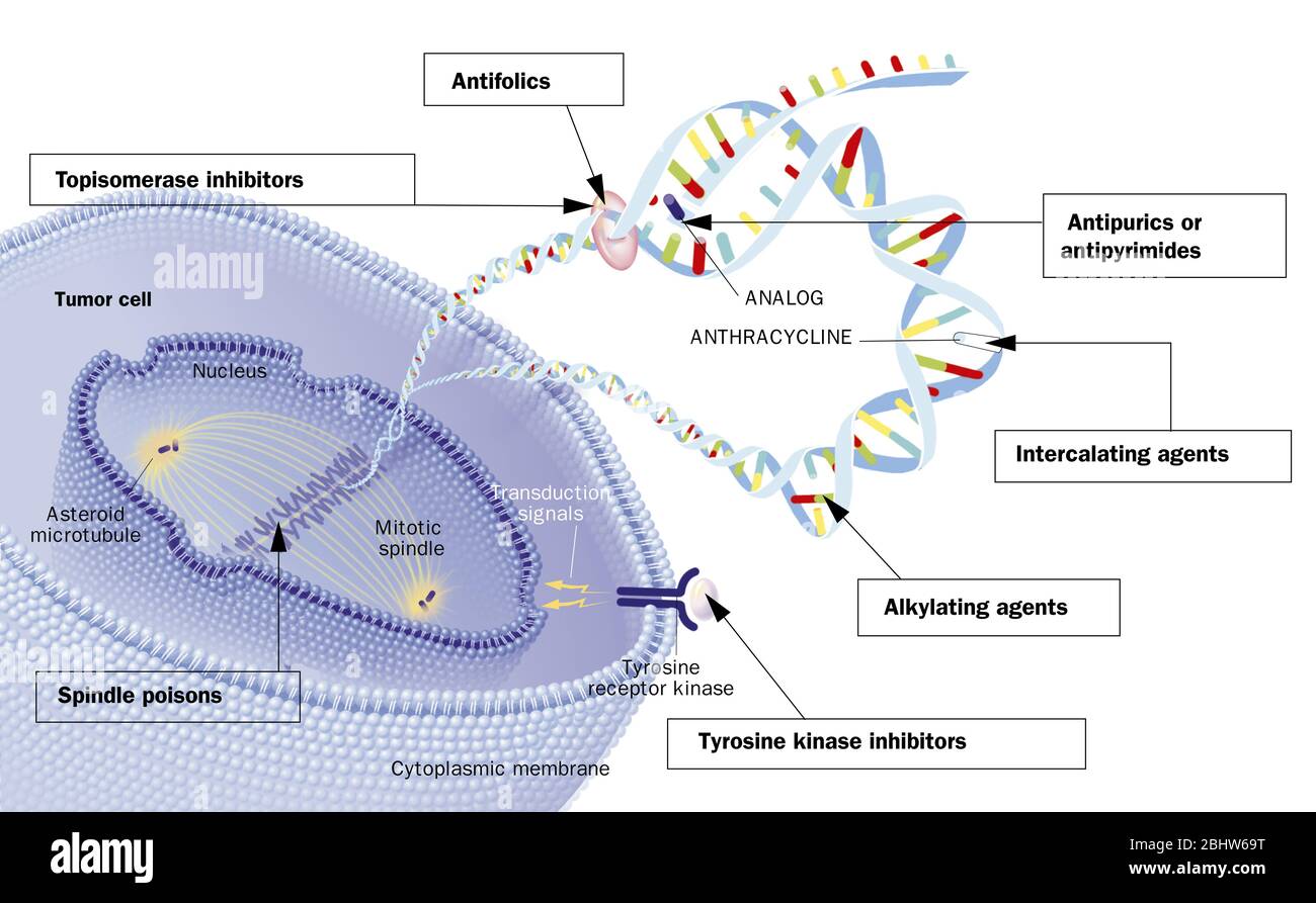 Les chimiothérapies orales et leur action sur la cellule. Une cellule  tumorale est vu dans l'article. Membrane cytoplasmique avec un récepteur  tyrosine kinase sur sa droite Photo Stock - Alamy