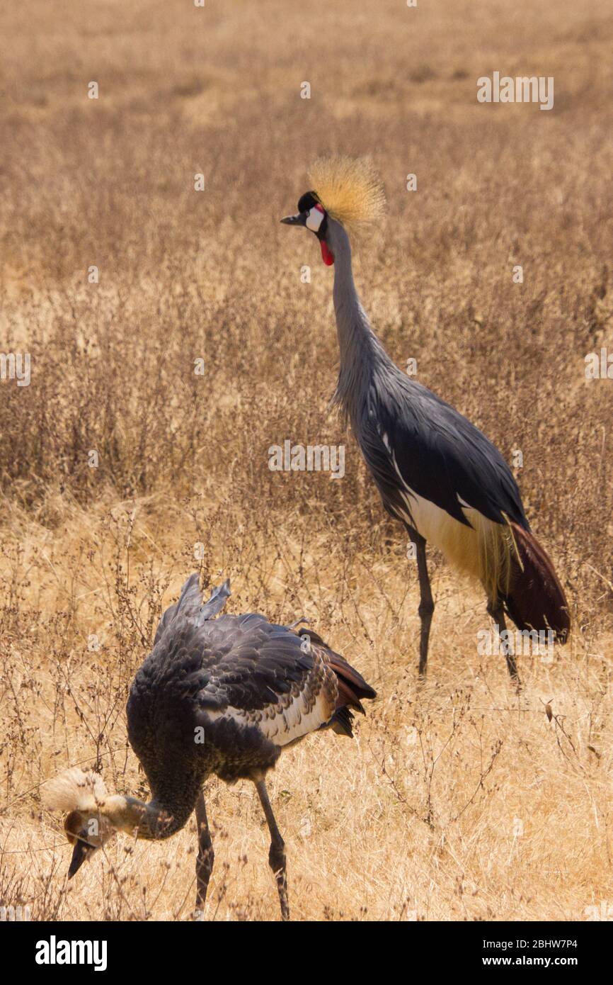 grues couronnées marchant dans la steppe africaine Banque D'Images