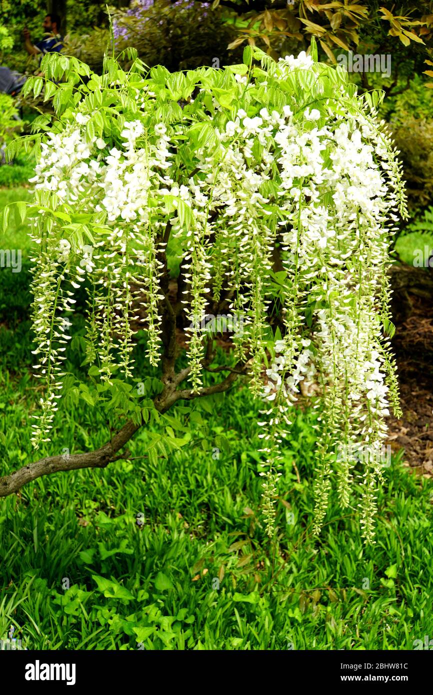 De belles fleurs blanches de wisteria fleuries fleuries au printemps Banque D'Images