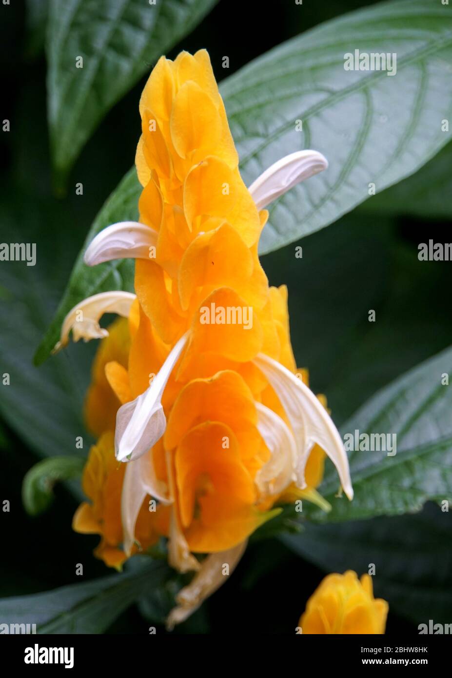 Belle fleur jaune d'une plante de lollipop Banque D'Images