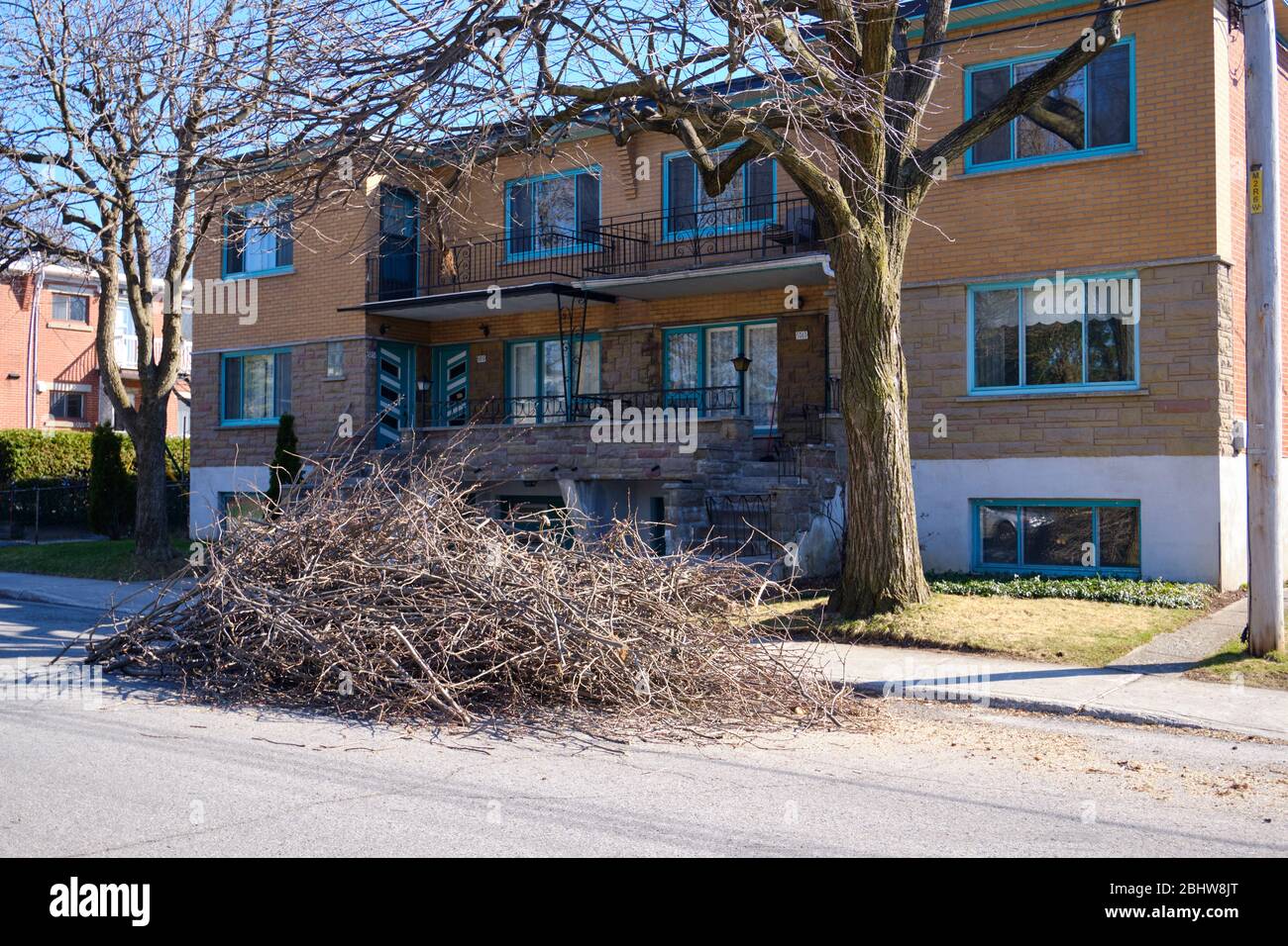 Pile de branches dans la rue après que les employés municipaux ont triqué un arbre pendant le travail de printemps Banque D'Images