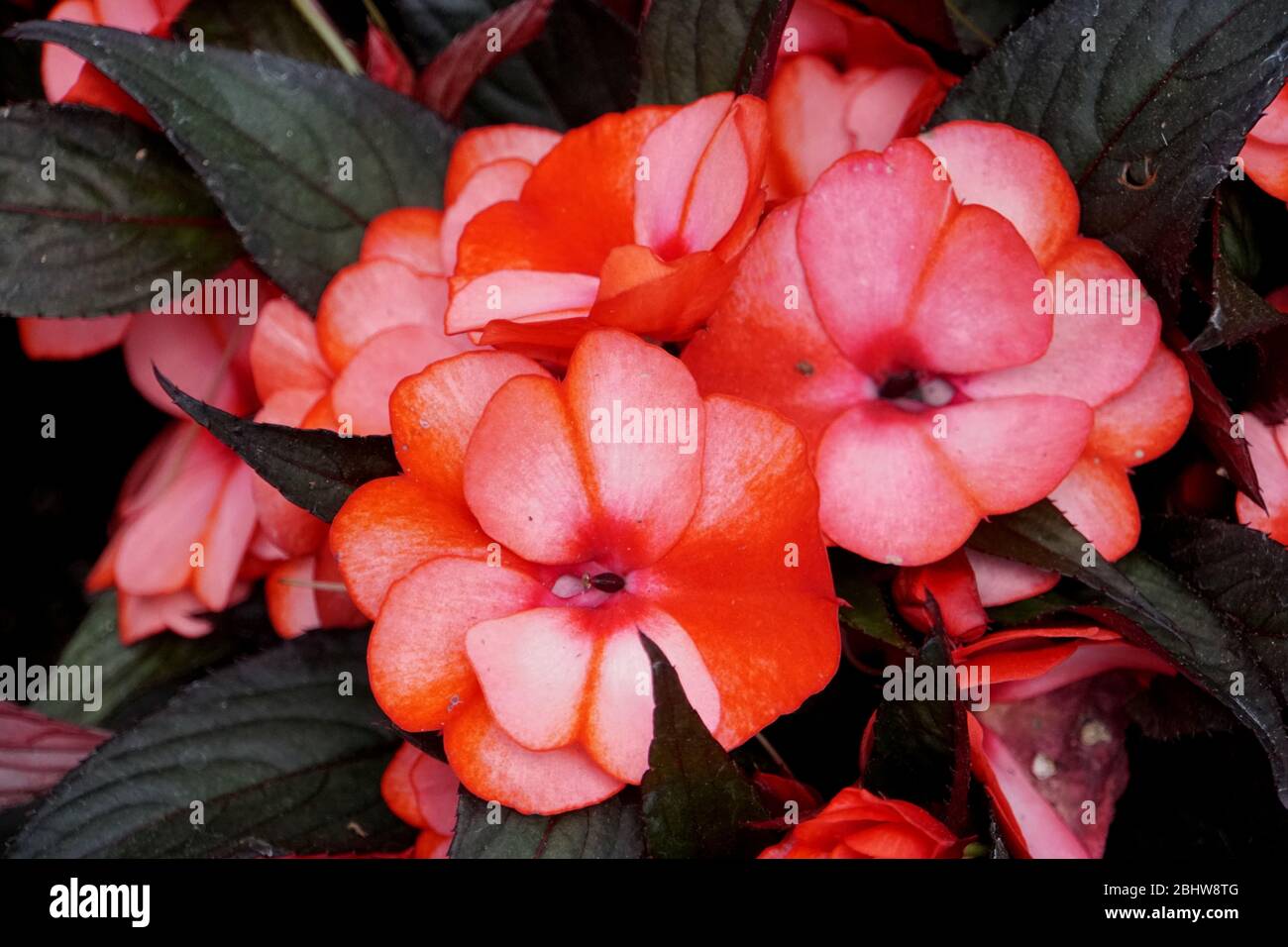 Belles fleurs de Nouvelle Guinée Impatiens Petticoat Red Star Banque D'Images