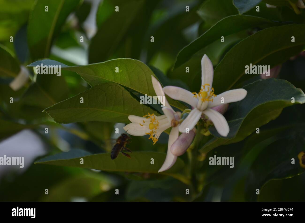 photo d'un écosystème dans un jardin où les abeilles se déplacent des fleurs de citron pour faire du miel. Banque D'Images