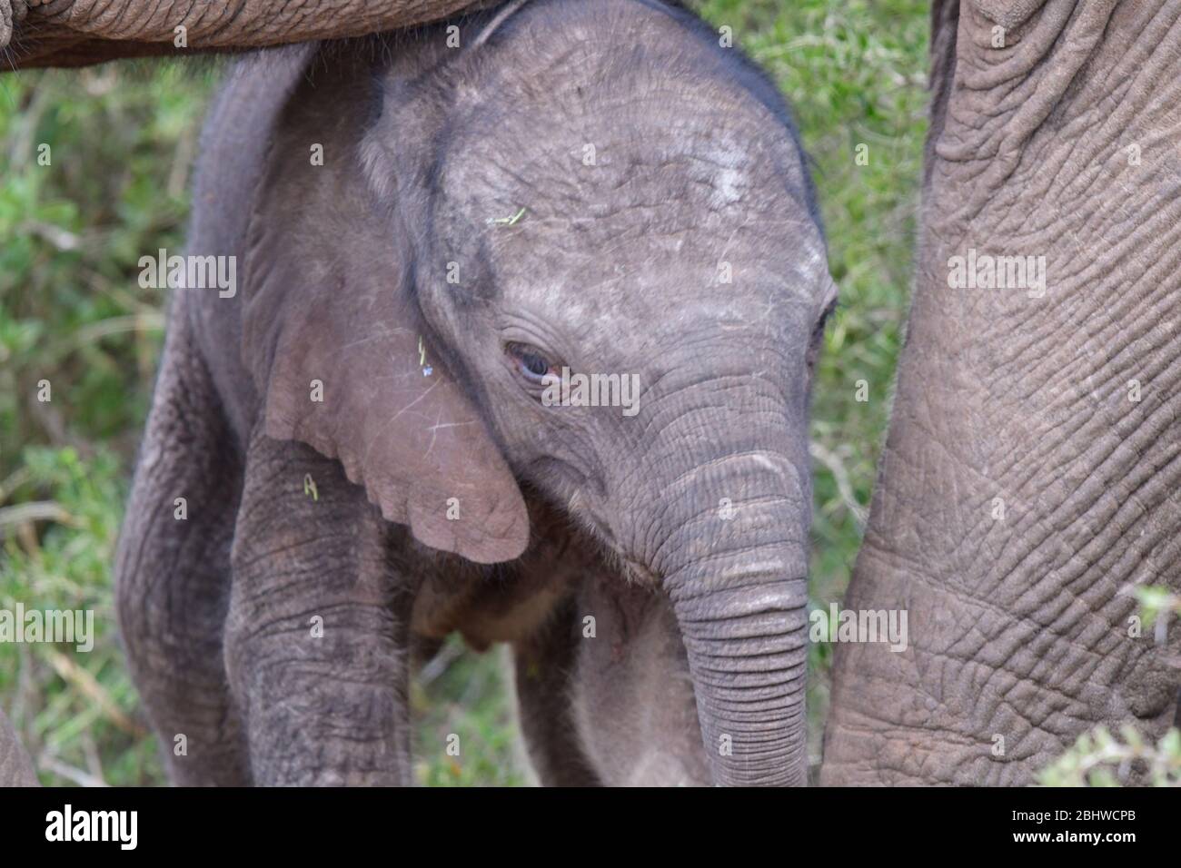 Bébé éléphant d'Afrique se cachant sous le ventre de maman Banque D'Images