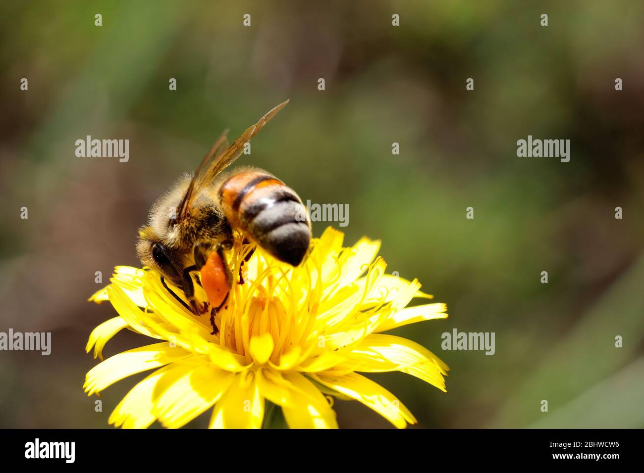 Nature: Une fleur de pissenlit de couleur jaune vif avec une abeille la pollinisant, tourné très près en macro. Banque D'Images