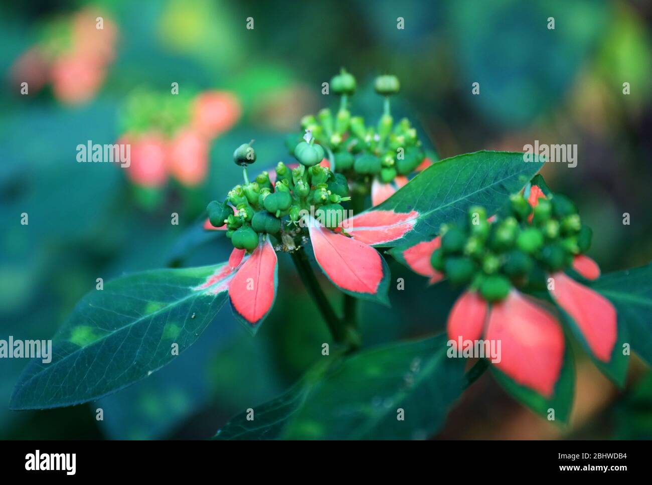 Nature : de belles fleurs se rapprochés en couleurs vives prises en macro. Dehors dans le jardin, un matin chaud. Banque D'Images