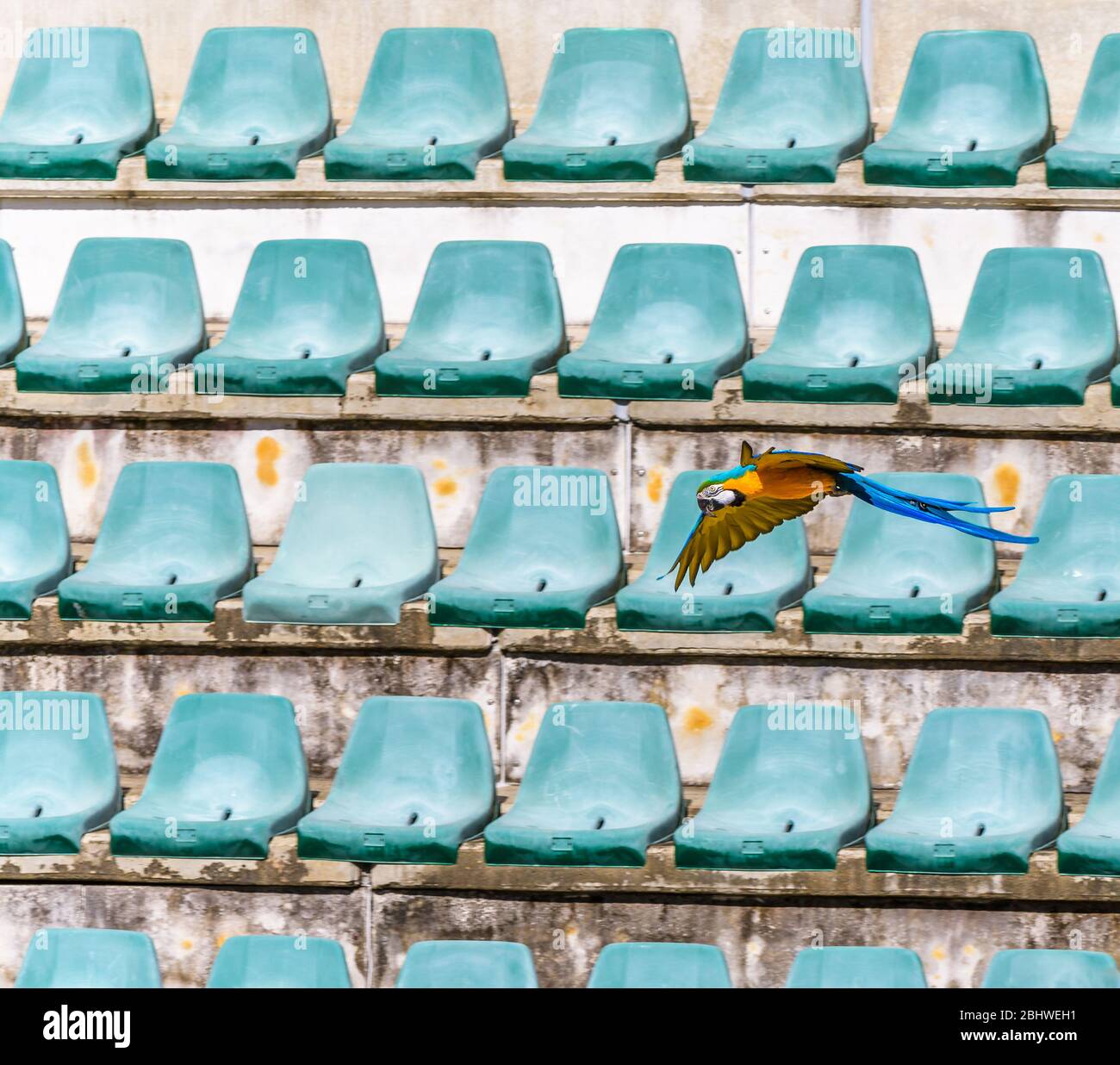 Macaw bleu et or survolant une section de stand vide dans un amphithéâtre ouvert au zoo australien de Steve Irwin. Banque D'Images