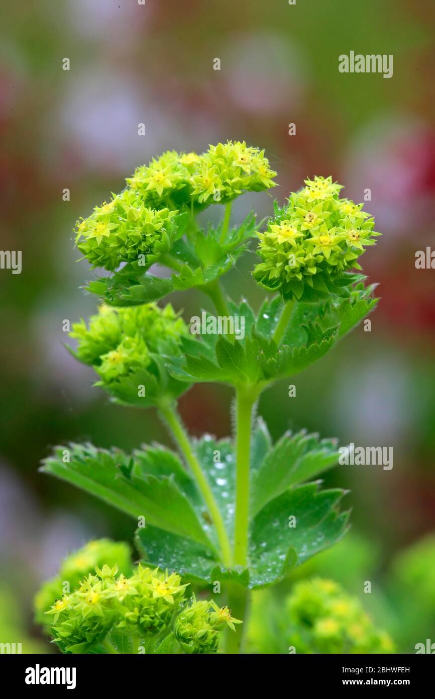 Manteau de Dame (Alchemilla mollis), floraison, floraison, plante vivace, Allemagne Banque D'Images