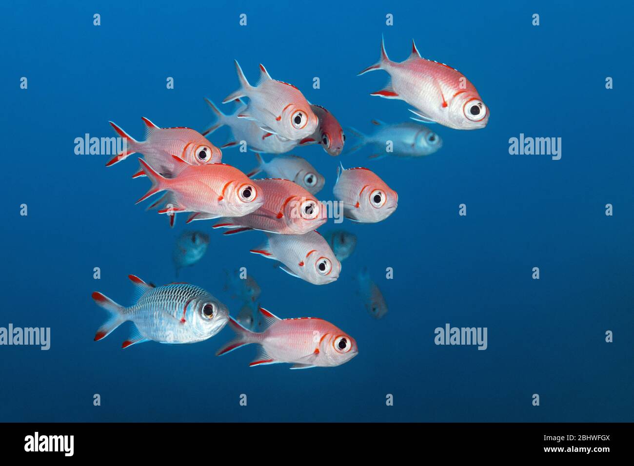 Piroecone ardierfish (Myripristis murdjan) nageant dans l'eau bleue Océan Indien, North Malé Atoll, Maldives Banque D'Images