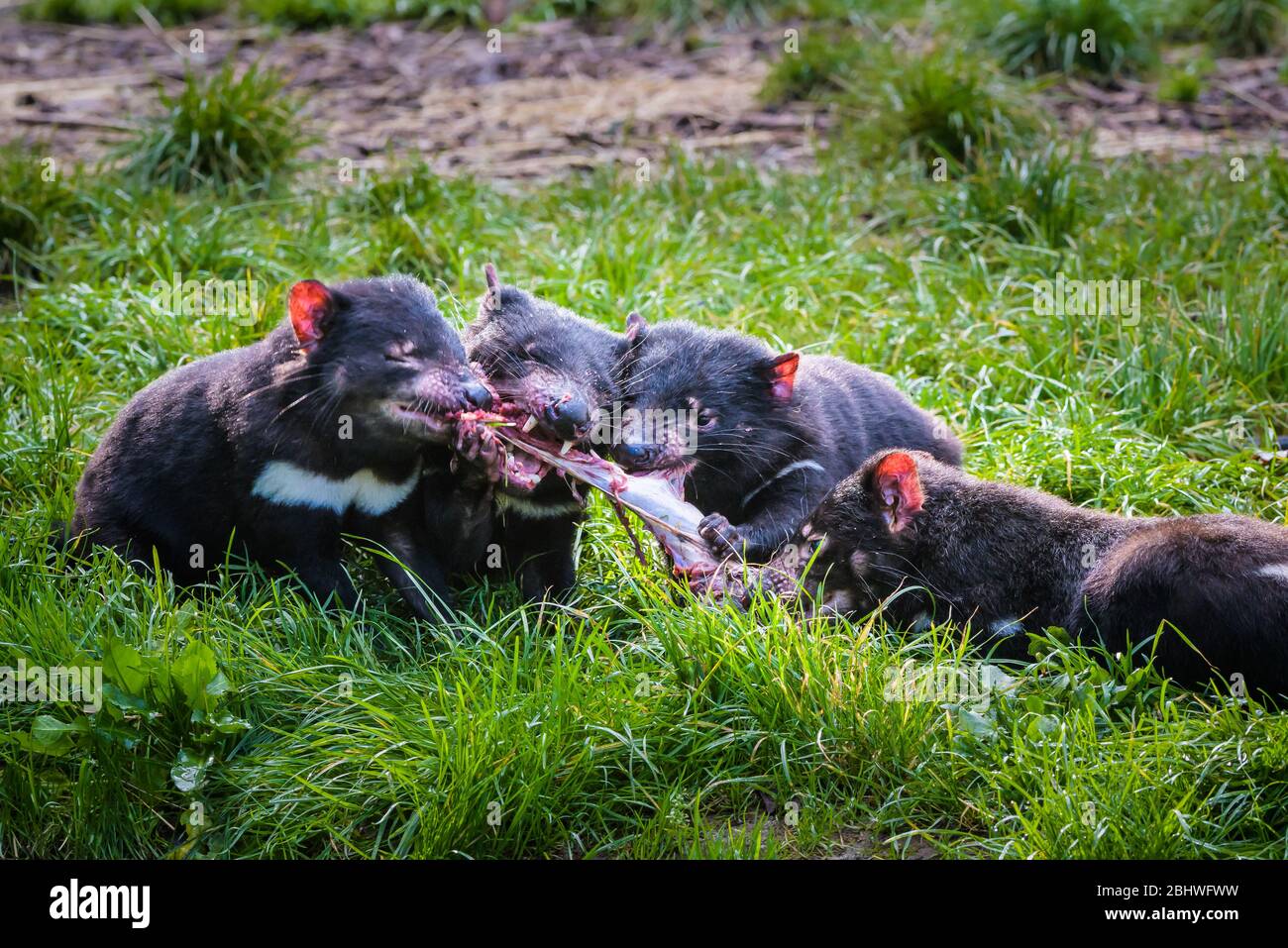 Quatre diables de Tasmanie avec des mâchoires serrées fermement, combattent sur une jambe de wallaby dans le parc naturel d'Ulverston en Tasmanie, en Australie. Banque D'Images
