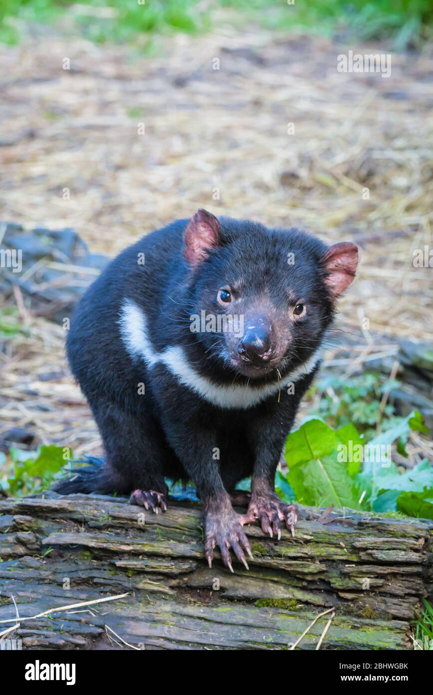 Tasmanian diable assis sur un journal en regardant la caméra au parc de conservation d'Ulverston en Tasmanie, en Australie. Banque D'Images