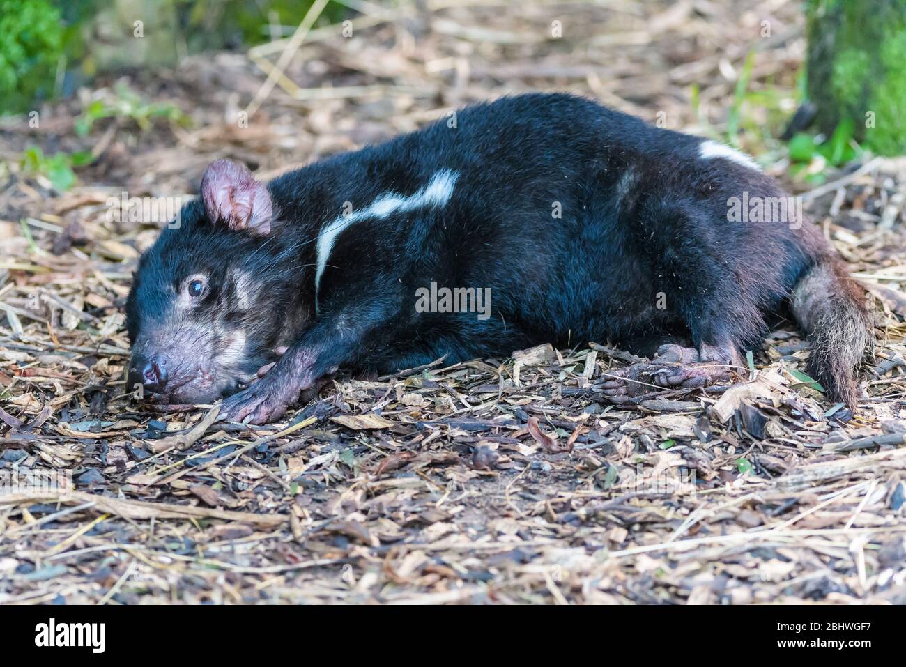 Le diable de Tasmanie, posé sur les yeux du sol, s'ouvre au parc de conservation d'Ulverston en Tasmanie, en Australie. Banque D'Images