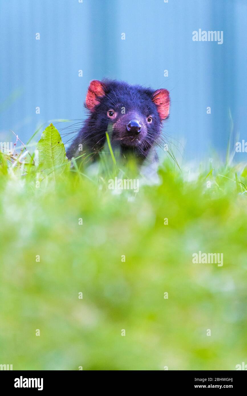 Tasmanian diable, la tête apparaît au-dessus de l'écusson d'une colline dans un parc de conservation à Ulverston, en Tasmanie, en Australie. Banque D'Images