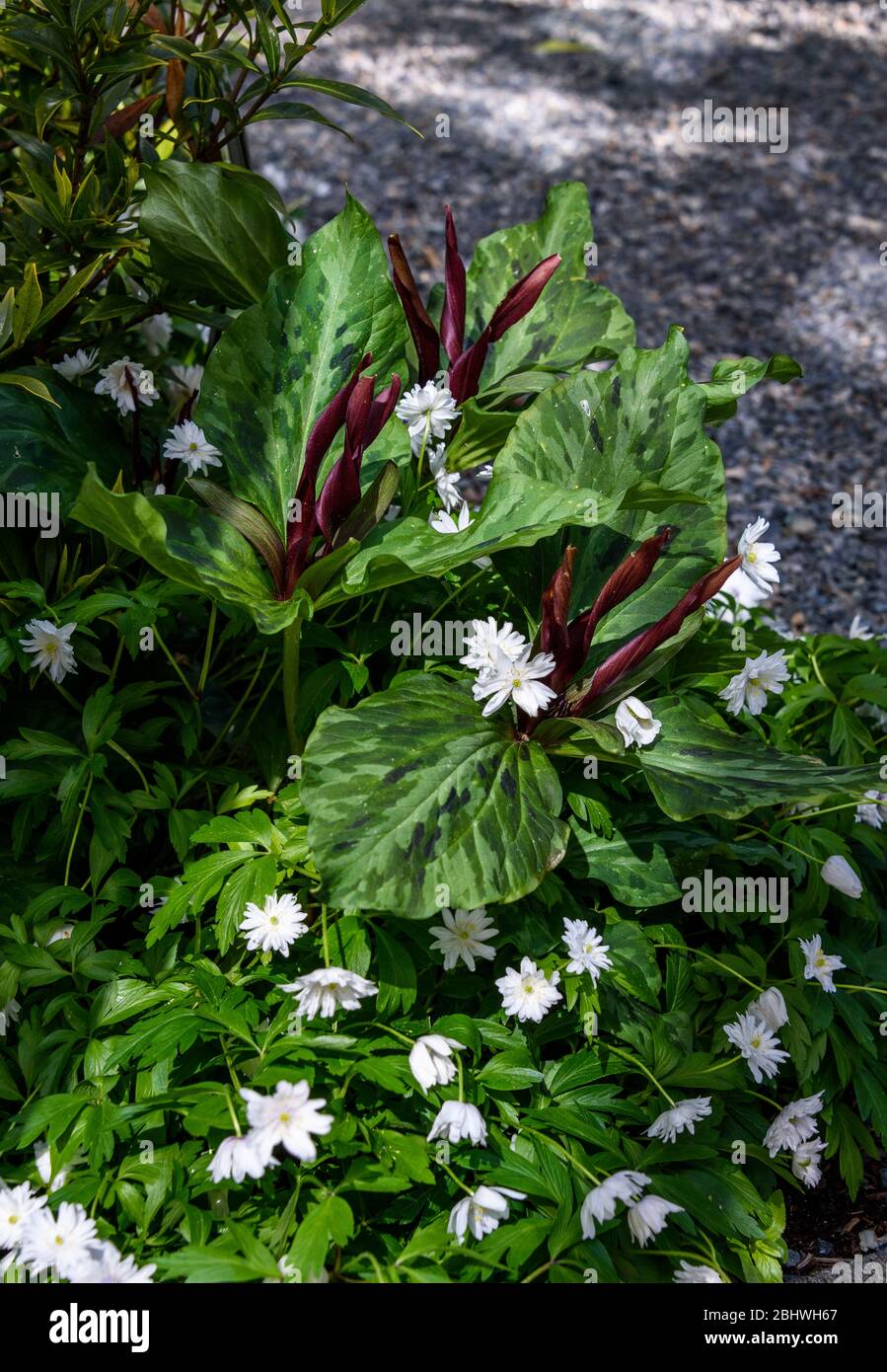 Mélange d'anémone de bois blanc et de marron trillium kurabayashii en croissance dans un jardin Banque D'Images