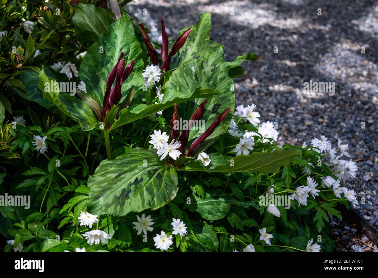 Mélange d'anémone de bois blanc et de marron trillium kurabayashii en croissance dans un jardin Banque D'Images
