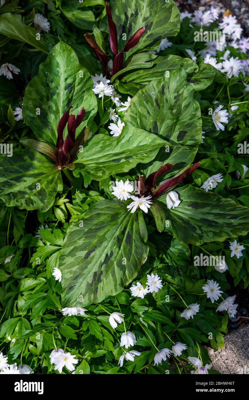 Mélange d'anémone de bois blanc et de marron trillium kurabayashii en croissance dans un jardin Banque D'Images