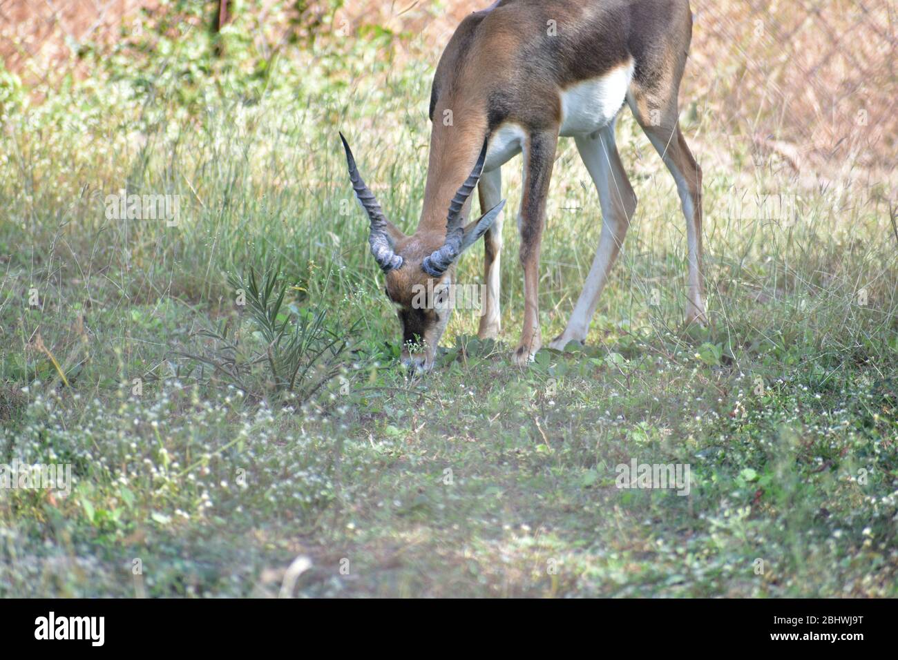 Le blackbuck masculin indien, également connu sous le nom d'antilope indien Banque D'Images