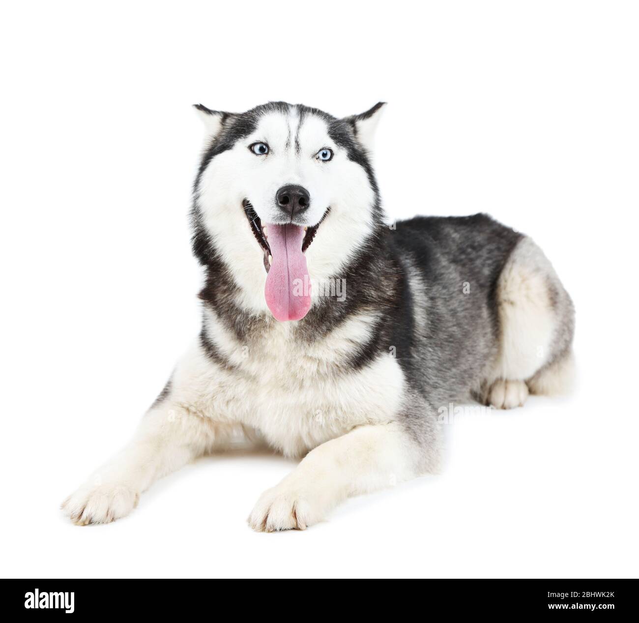 Magnifique husky mignonne, isolé sur blanc Banque D'Images