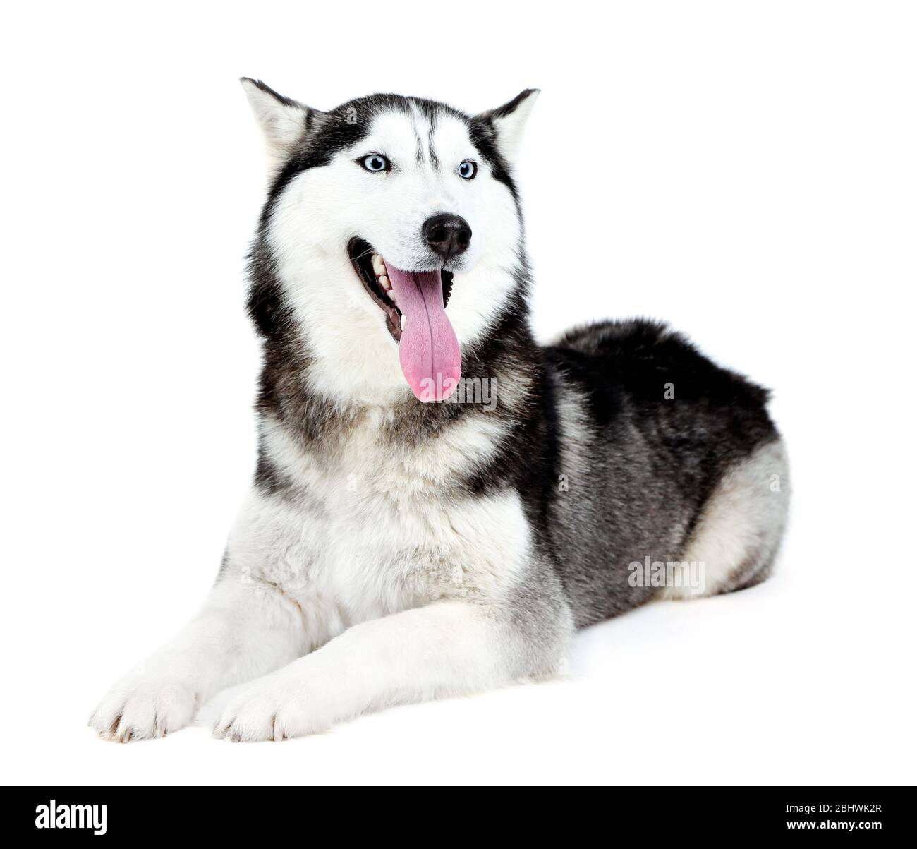 Magnifique husky mignonne, isolé sur blanc Banque D'Images