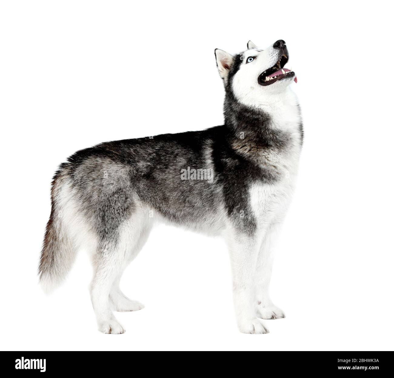 Magnifique husky mignonne, isolé sur blanc Banque D'Images