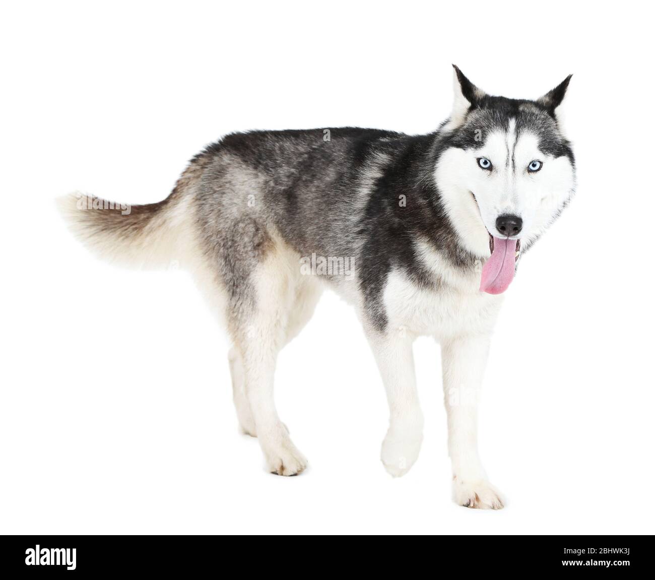 Magnifique husky mignonne, isolé sur blanc Banque D'Images
