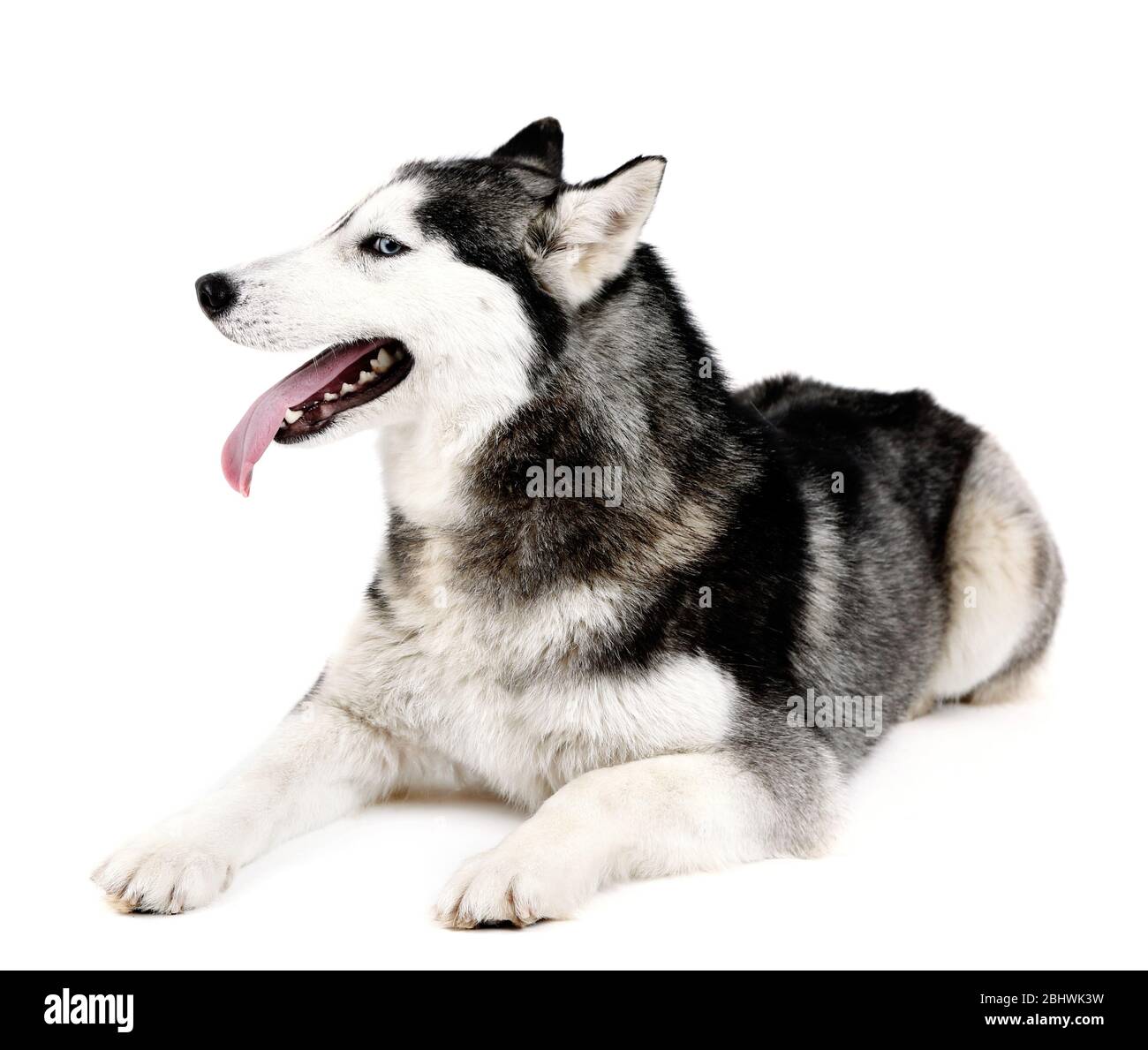 Magnifique husky mignonne, isolé sur blanc Banque D'Images