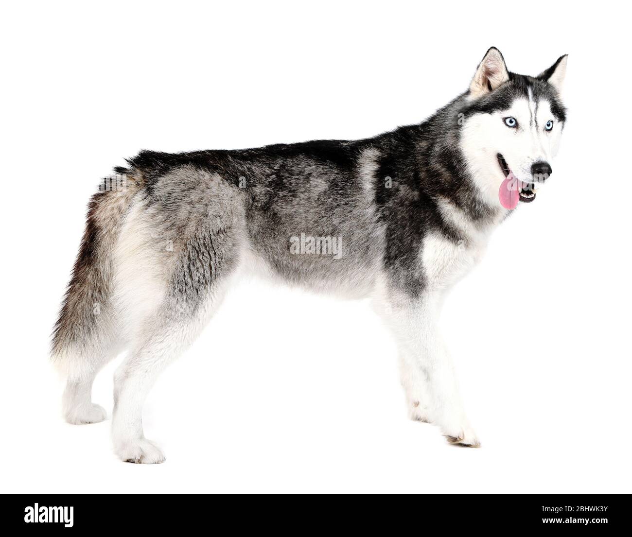Magnifique husky mignonne, isolé sur blanc Banque D'Images