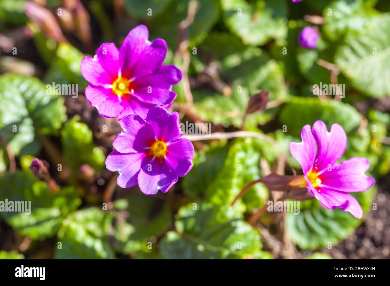 Photo macro fleurs de printemps violette. Plantes à fleurs Primula de la famille Primulaceae Banque D'Images
