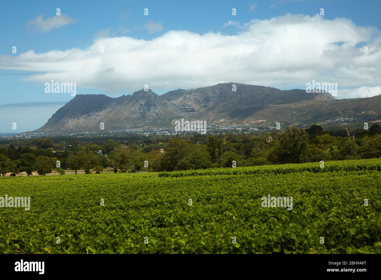 Groot Constantia Wine Estate, le Cap, Afrique du Sud Banque D'Images