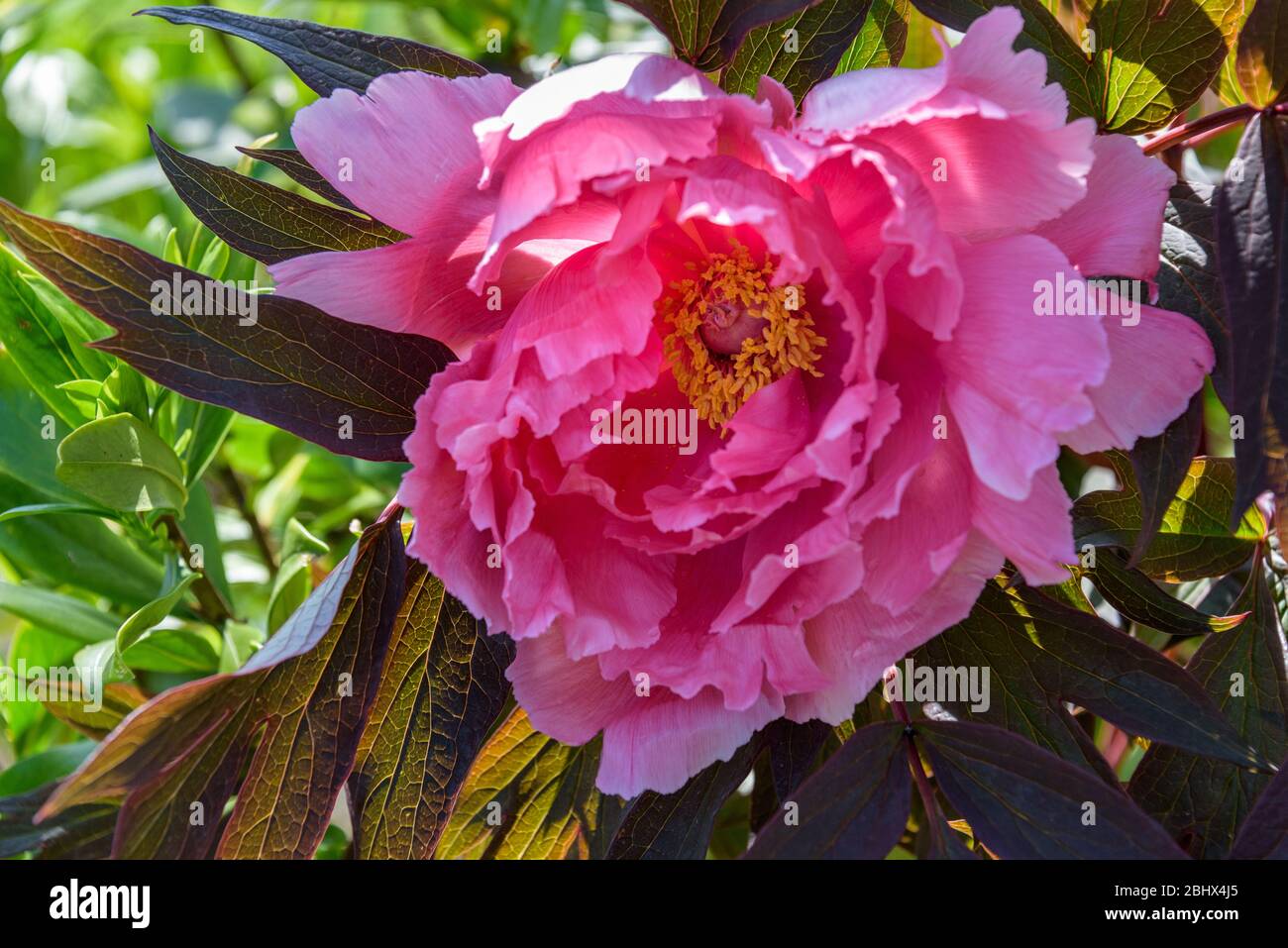 Pivoine rose avec des feuilles de violet foncé qui fleurissent dans un jardin, à l'arrière éclairé par le soleil Banque D'Images