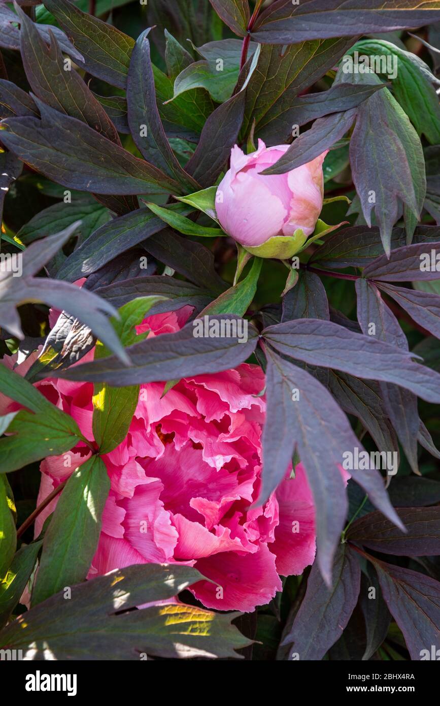 Pivoine rose avec des feuilles pourpres foncé qui fleurissent dans un jardin, fleurs printanières comme fond de nature Banque D'Images