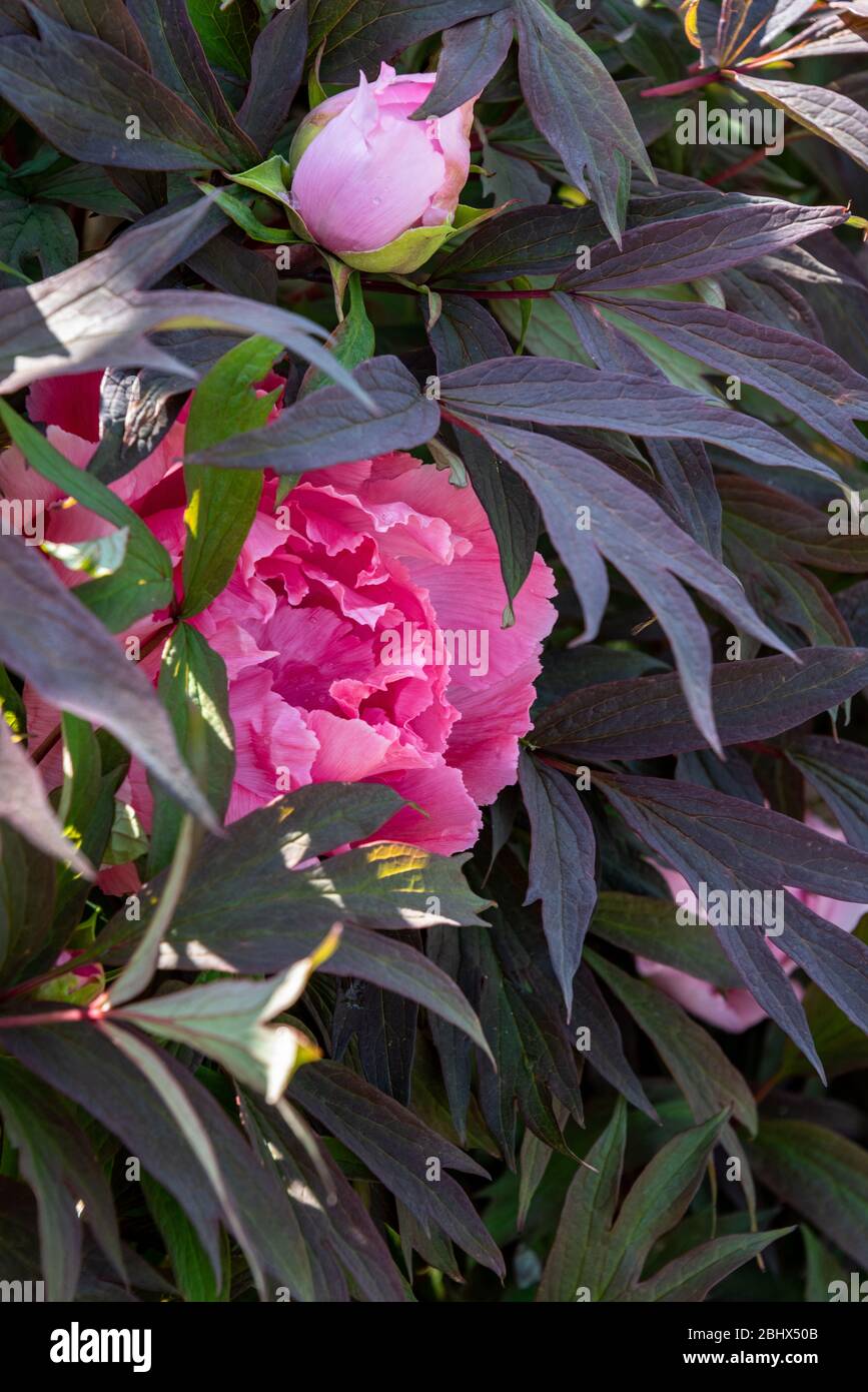 Pivoine rose avec des feuilles pourpres foncé qui fleurissent dans un jardin, fleurs printanières comme fond de nature Banque D'Images