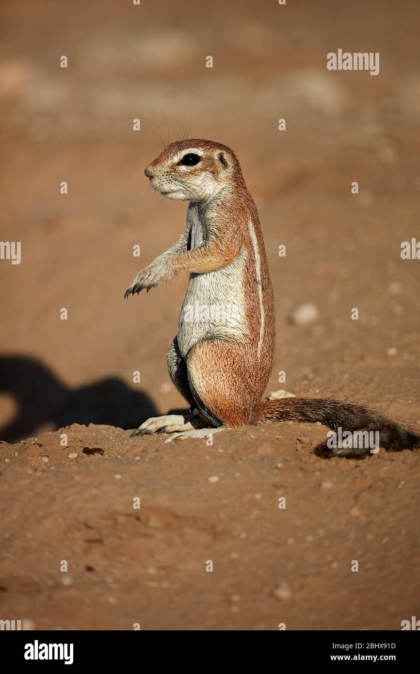 Écureuil moulus du Cap ( xerus inaouris ), Parc transfrontière de Kgalagadi, Afrique du Sud Banque D'Images