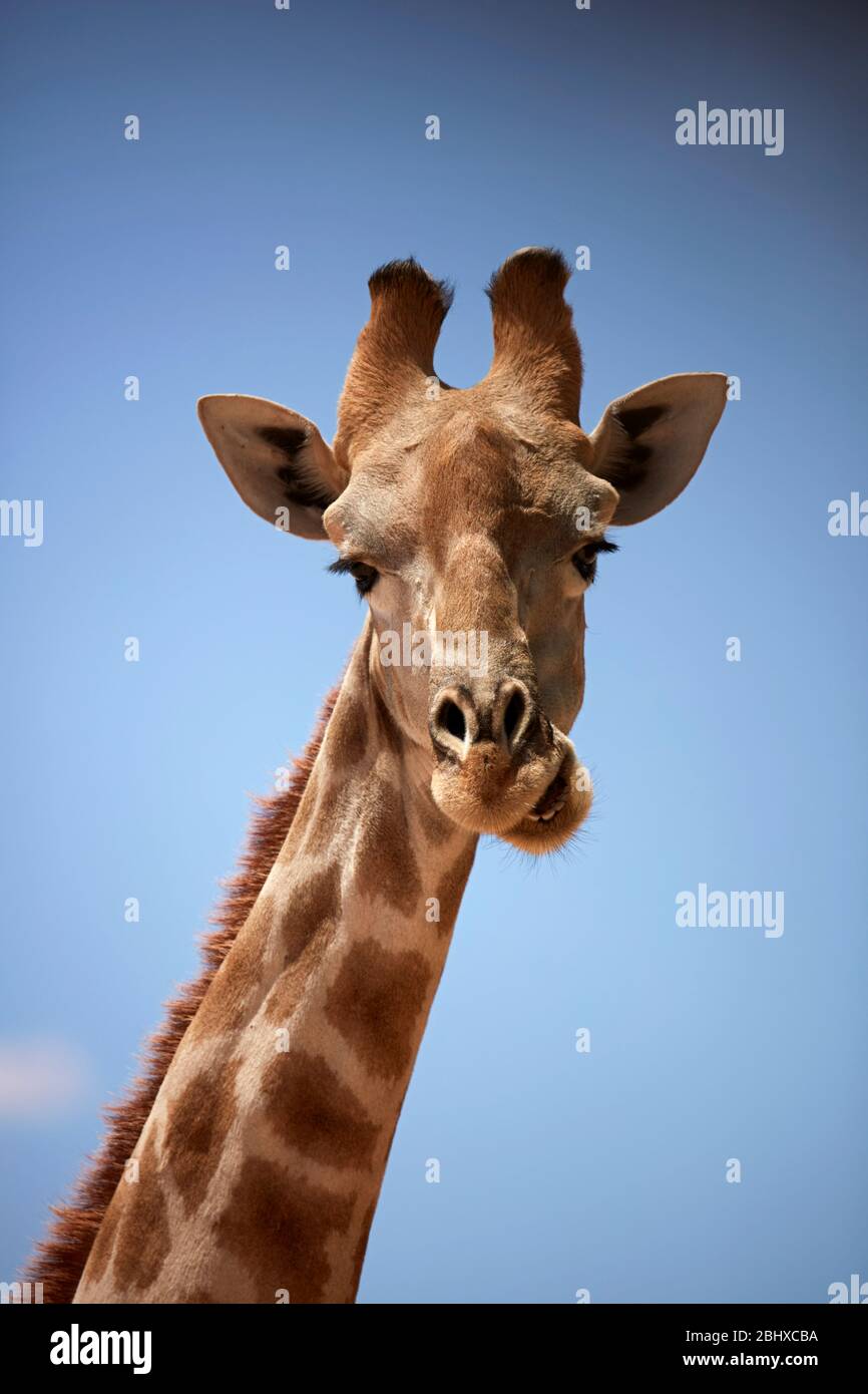 Giraffe (Giraffa camelopardalis angolensis), Kgalagadi TransFrontier Park, Afrique du Sud Banque D'Images