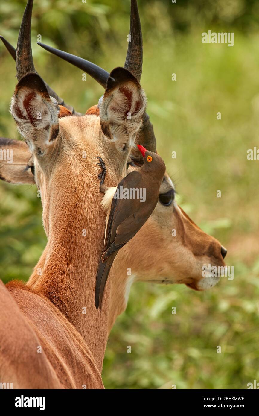 Oxpecker à bec rouge (Buphagus erythrorhynchus), sur Impala (Aepyceros melampus melampus), Parc national Kruger, Afrique du Sud Banque D'Images