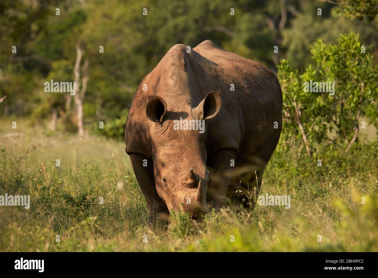 Rhinocéros blanc du sud (Ceratotherium simum simum), Kruger National Park, Afrique du Sud Banque D'Images