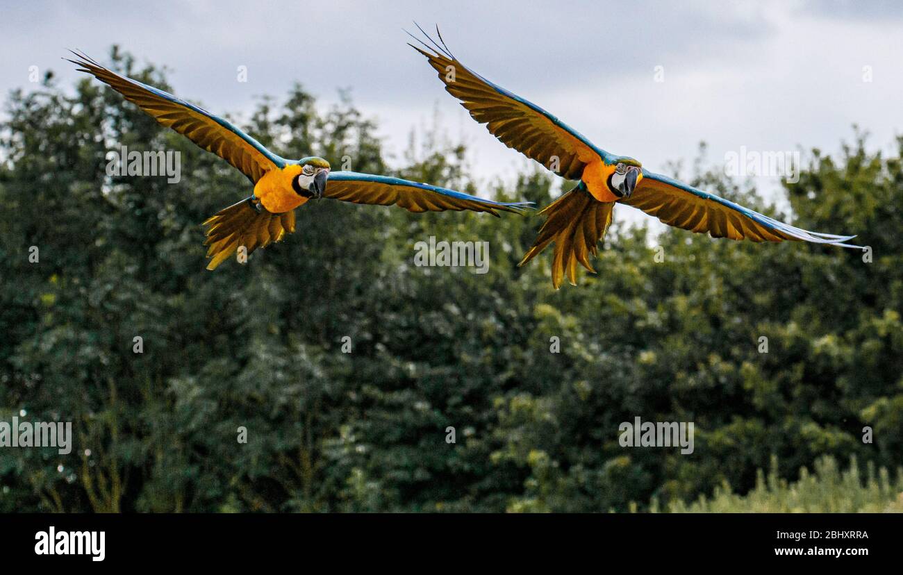 deux vols macornes bleus et jaunes Banque D'Images