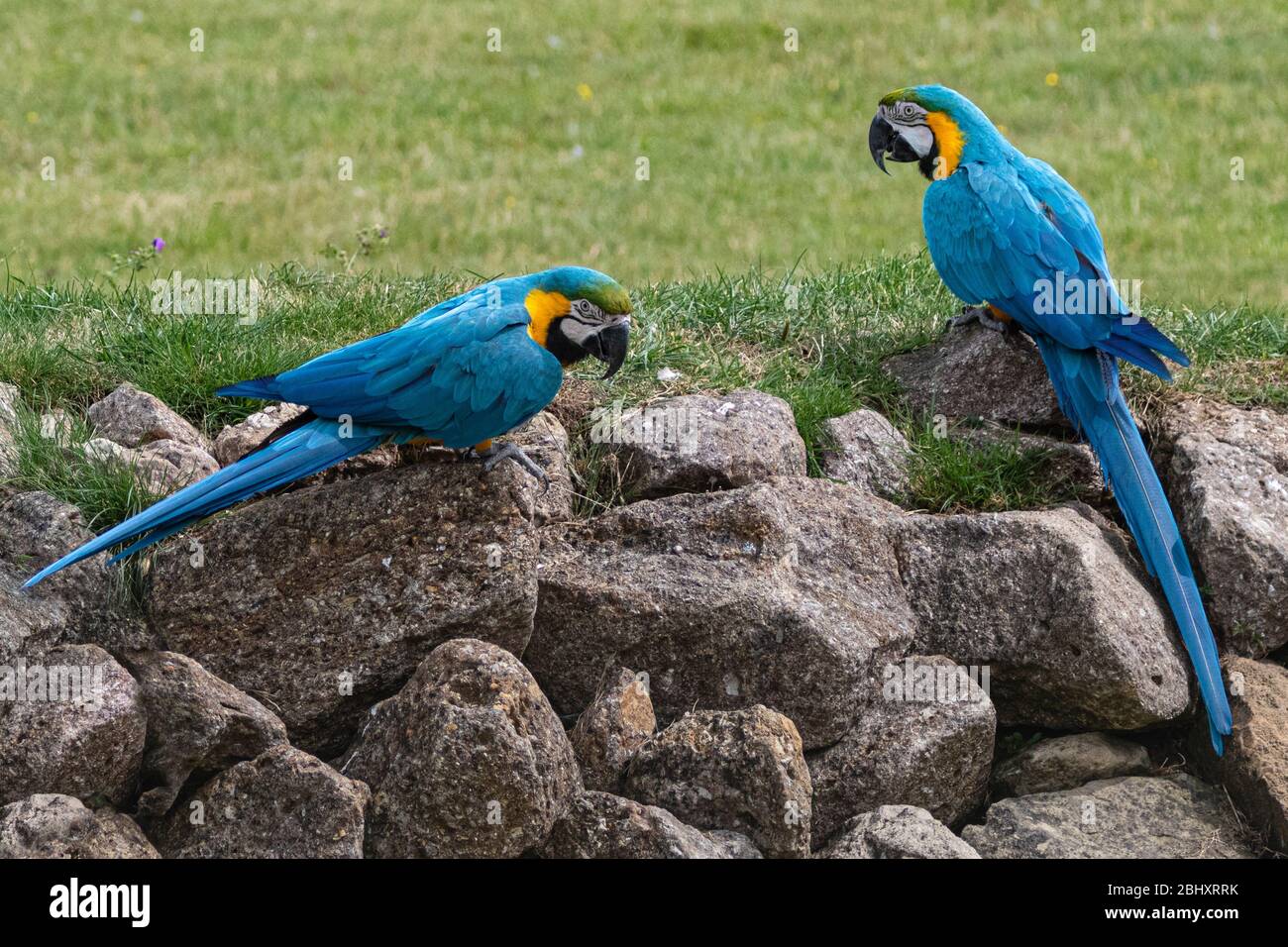Macaw bleu et jaune sur les roches Banque D'Images