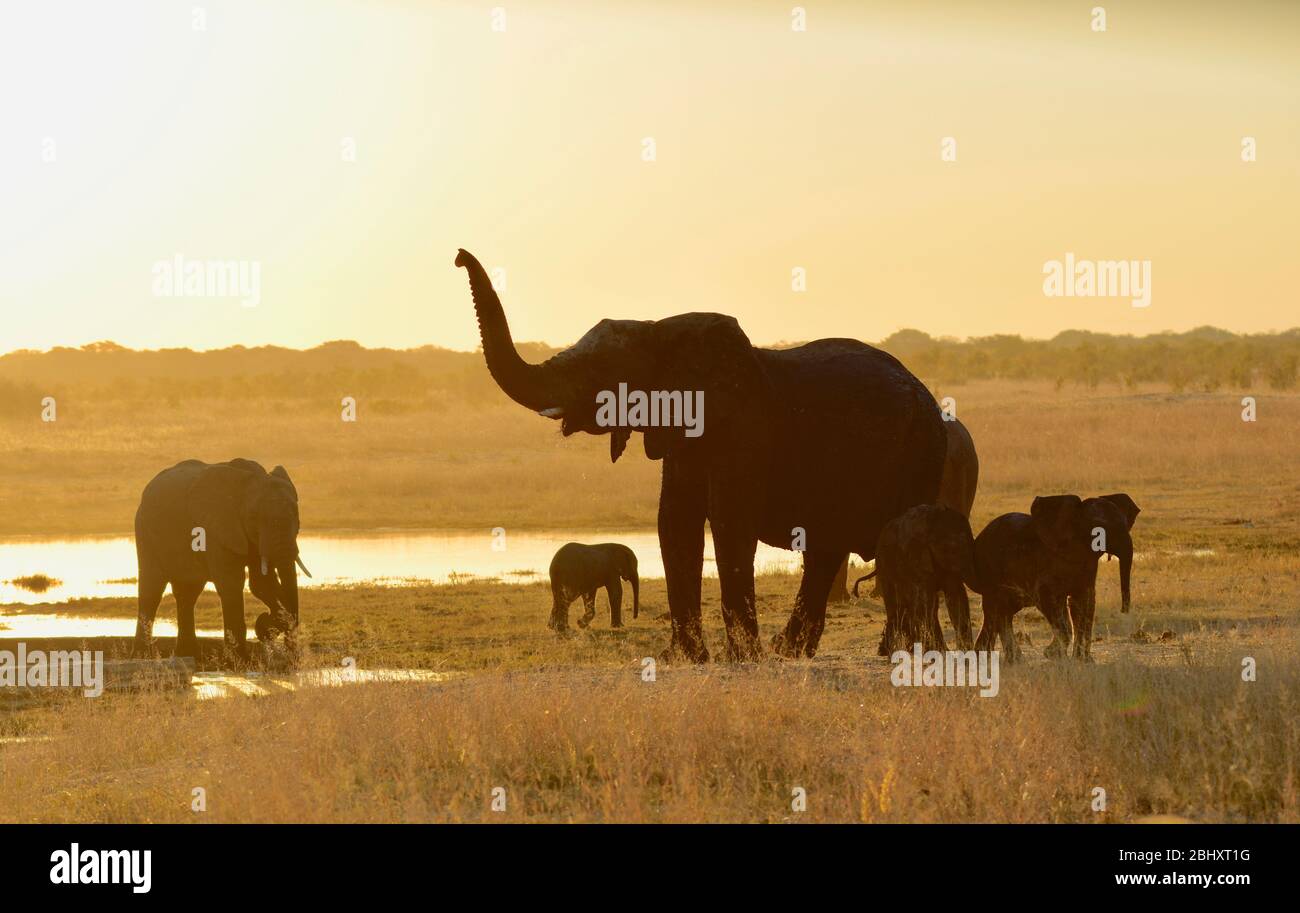 Vache à éléphant avec tronc surélevé au trou d'eau, coucher de soleil, Hwange Zimbabwe Banque D'Images