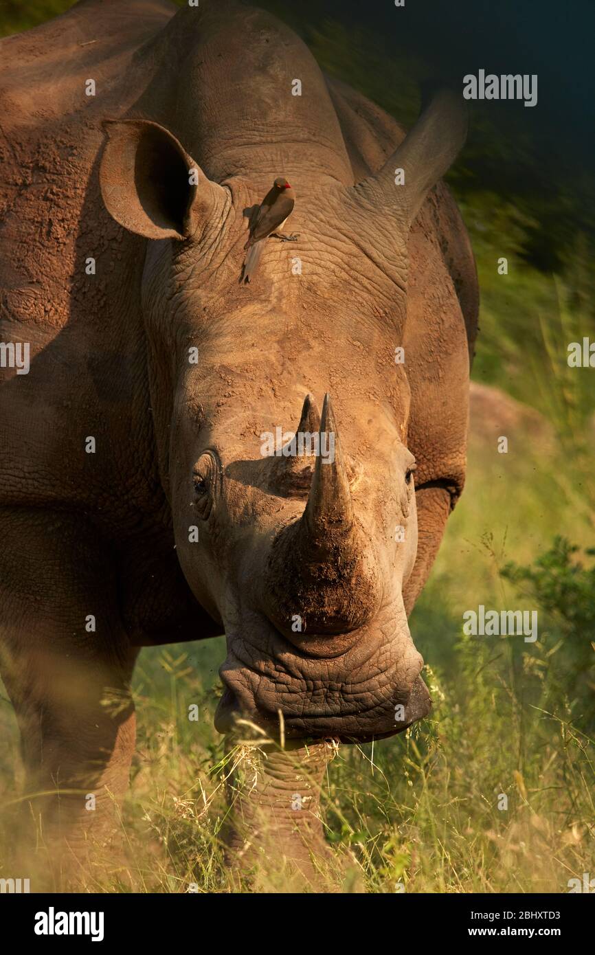 Rhinocéros blancs du sud (Ceratotherium simum simum simum) et Oxpecker à bec rouge (Buphagus erythrorhynchus), Parc national Kruger, Afrique du Sud Banque D'Images