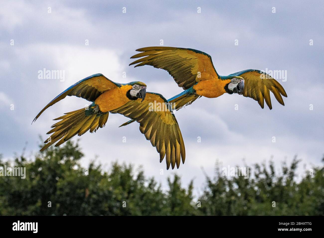 Deux avions Macaw bleus et jaunes Banque D'Images