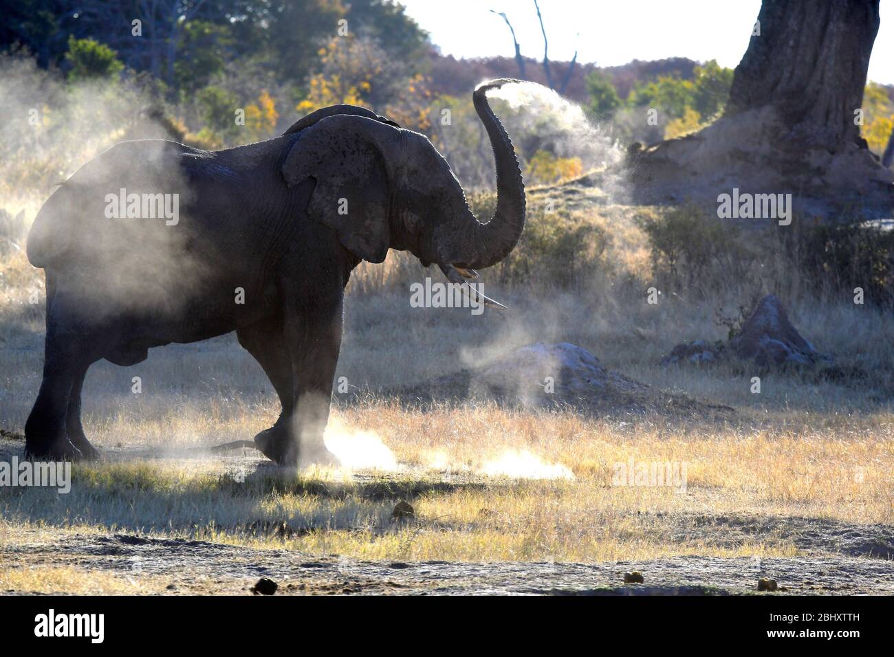 Un éléphant d'Afrique qui jette du panache dans les airs, parc national de Hwange, Zimbabwe, Afrique du Sud Banque D'Images