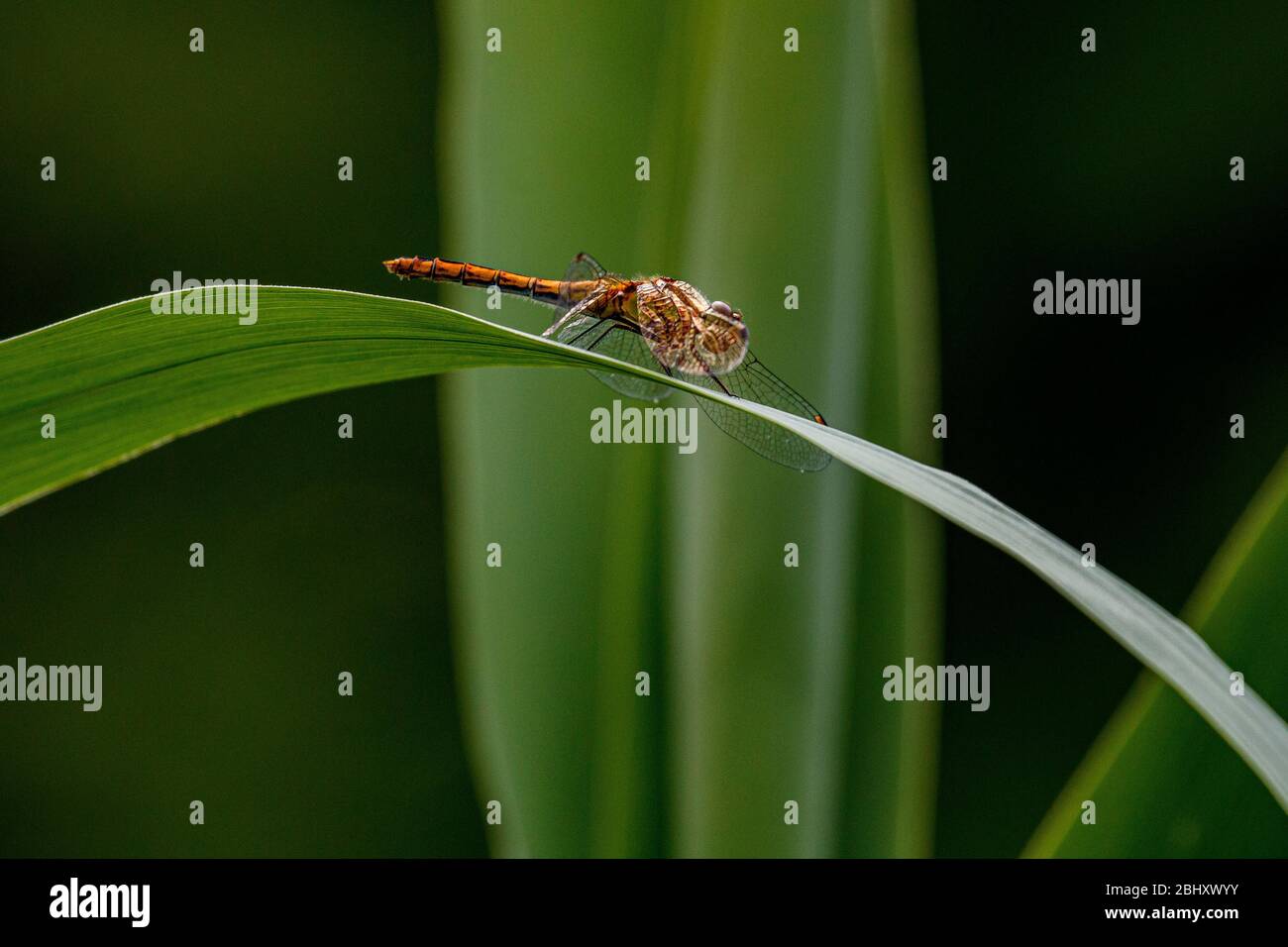 dragonfly reposant sur la feuille de plante Banque D'Images